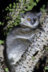 Madagascar 2022